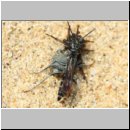 Pompilus cinereus - Wegwespe w51d mit Spinne - Sandgrube Niedringhaussee.jpg